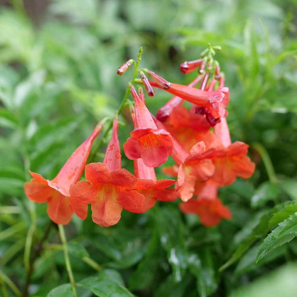 Chicklet Red esperanza with orange trumpet shaped flowers hanging off their stems. 