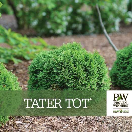 Preview of Tater Tot® Arborvitae Benchcard PDF