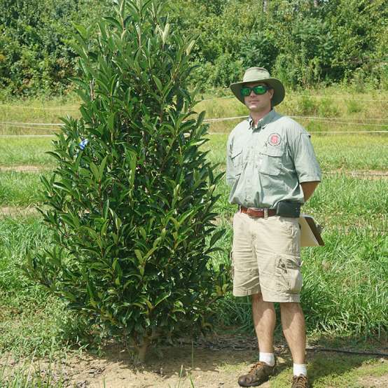 A man standing beside Yardline viburnum in a landscape