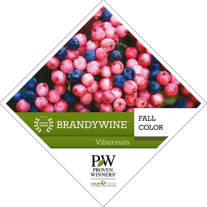 Preview of Brandywine™ Viburnum Tag PDF