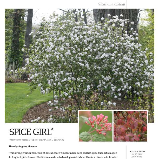 Preview of Spice Girl® Viburnum Spec Sheet PDF