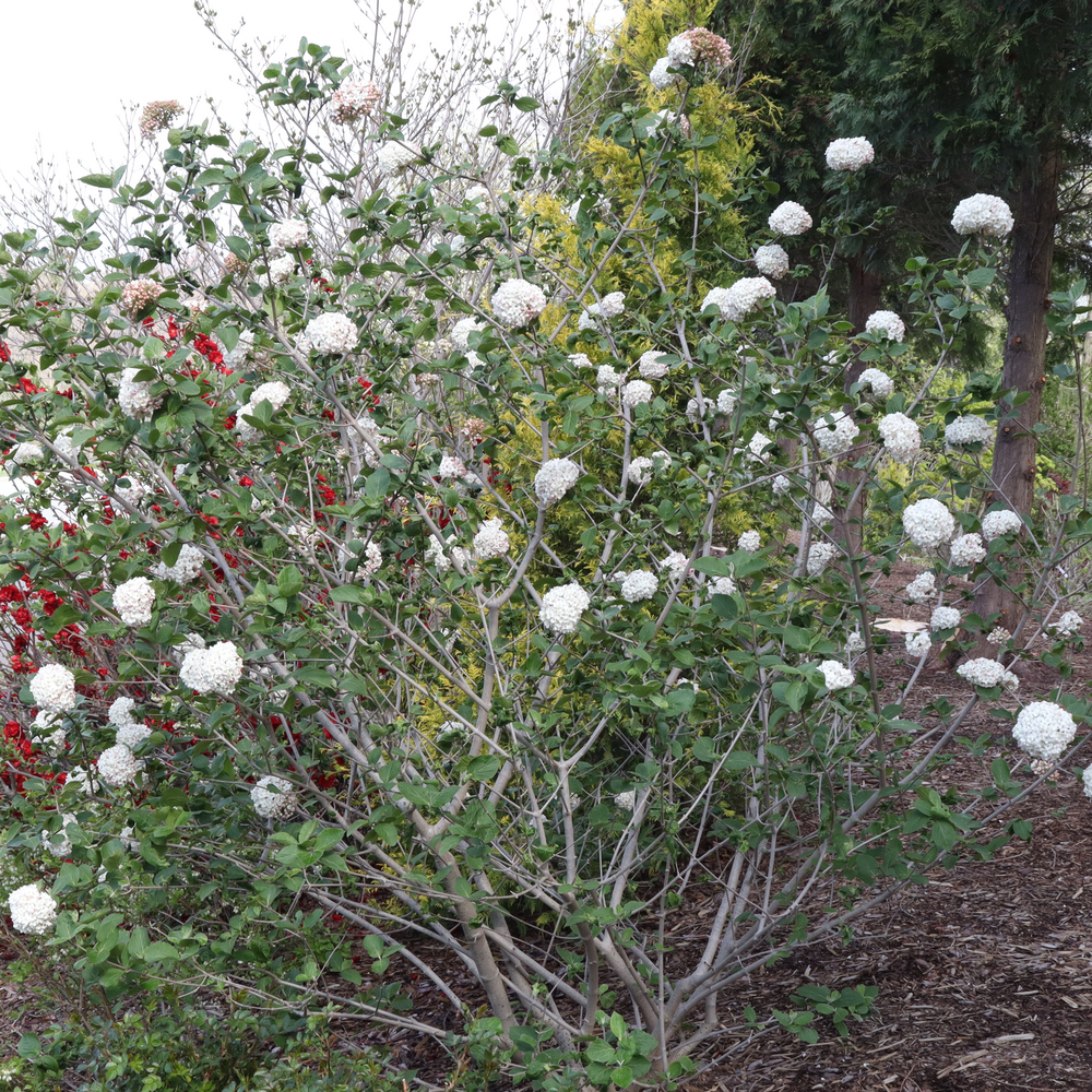 Spice Cowboy koreanspice viburnum with white flowers and long branches in a landscape. 