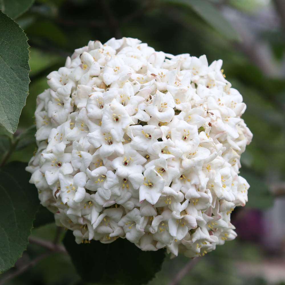 Spice Cowboy koreanspice viburnum with white cluster of flowers amid dark green foliage. 