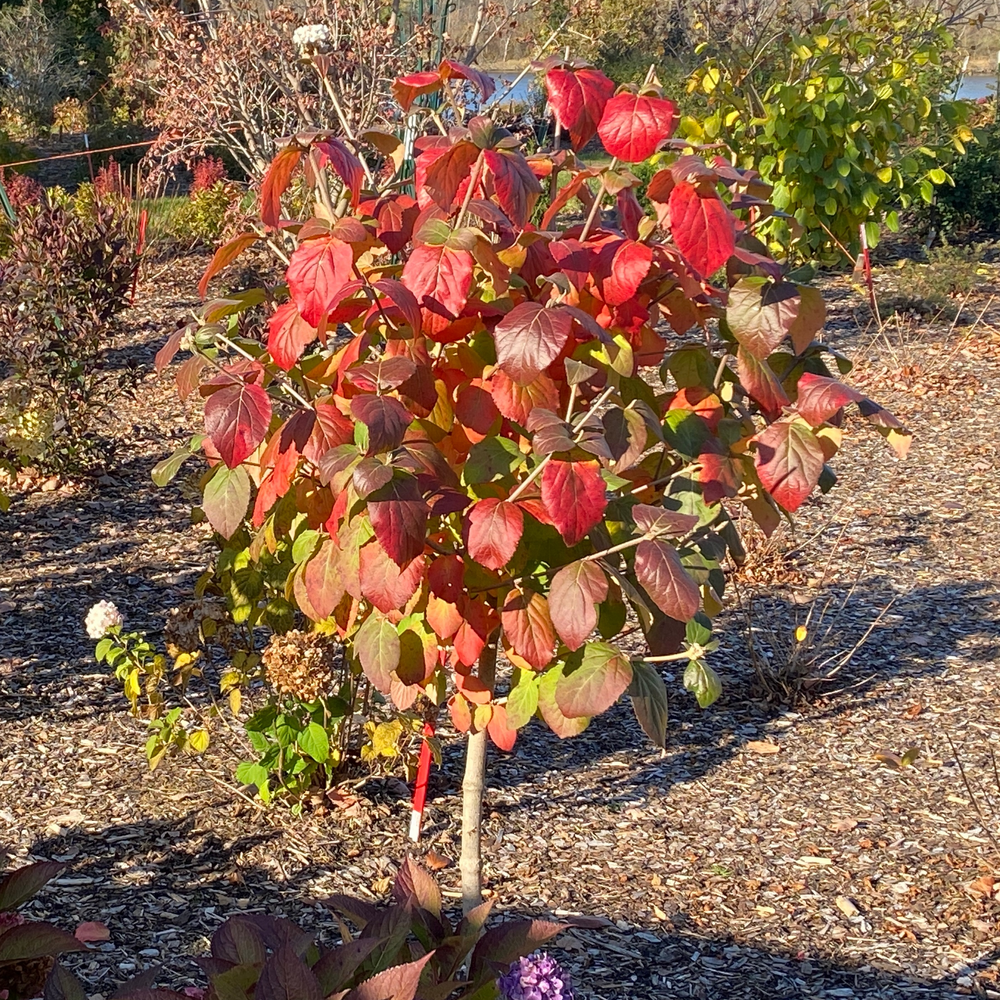 Orange fall foliage of Spice Cowboy koreanspice viburnum in a landscape. 