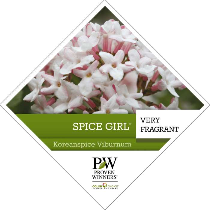 Preview of Spice Girl® Viburnum Tag PDF