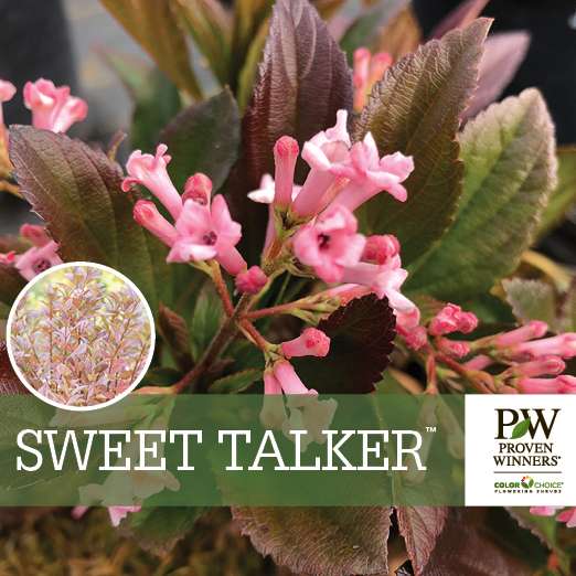 Preview of Sweet Talker® Viburnum Benchcard PDF