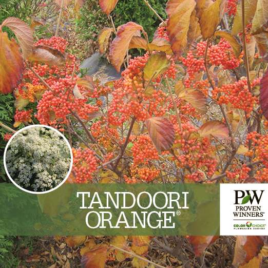 Preview of Tandoori Orange® Viburnum Benchcard PDF