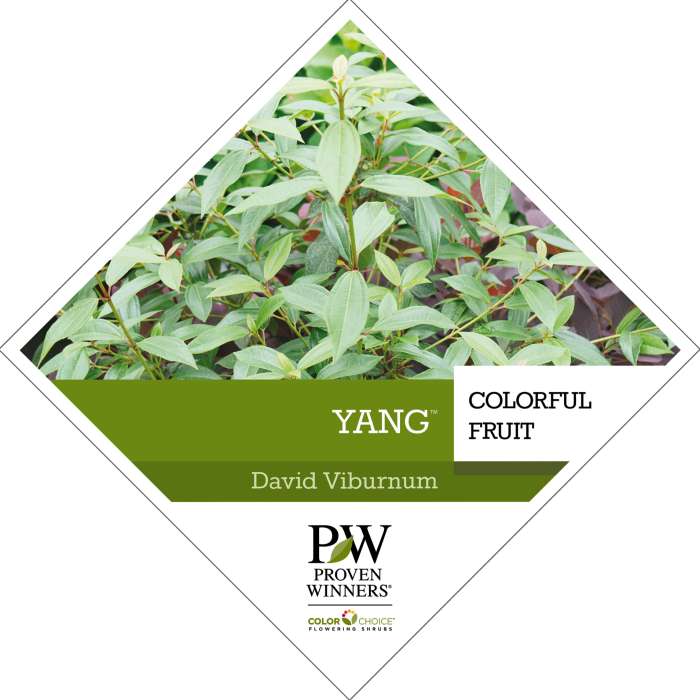 Preview of Yang® Viburnum tag PDF