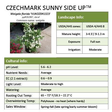 Preview of Czechmark Sunny Side Up® Weigela Grower Sheet PDF