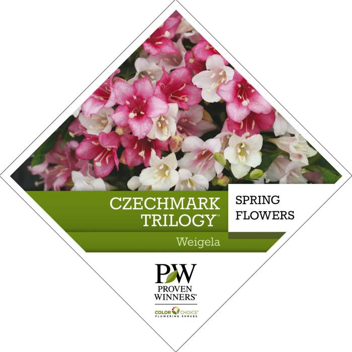 Preview of Czechmark Trilogy® Weigela Tag PDF