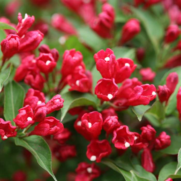 Preview of Sonic Bloom® Red Weigela; July 5, 2018 PDF