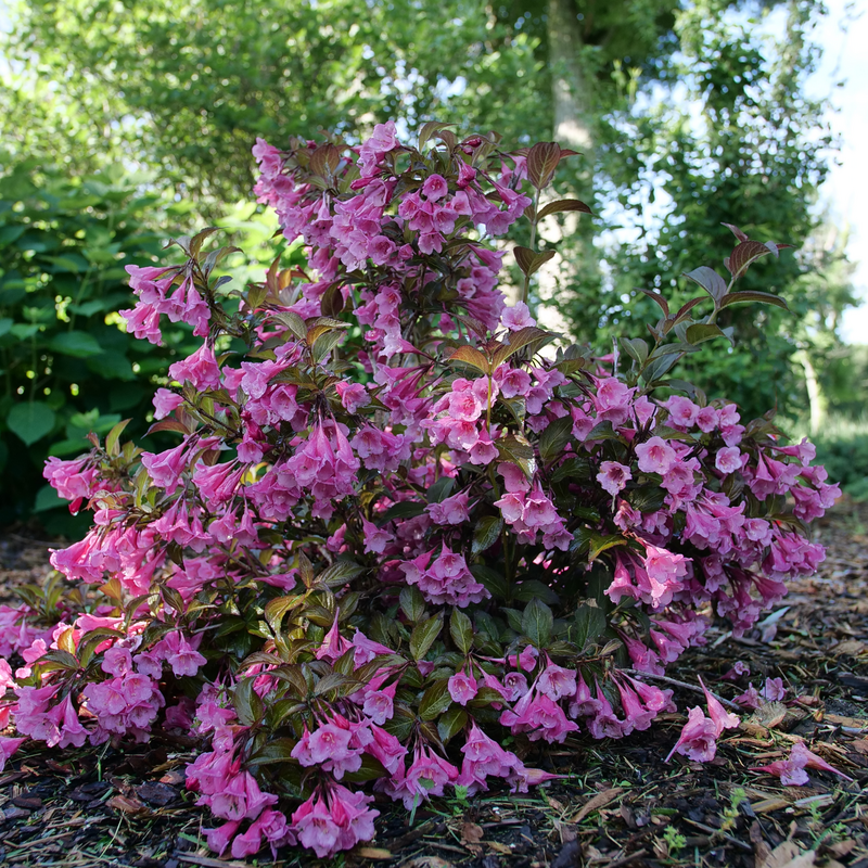 Sonic Bloom Wine Weigela in the landscape.