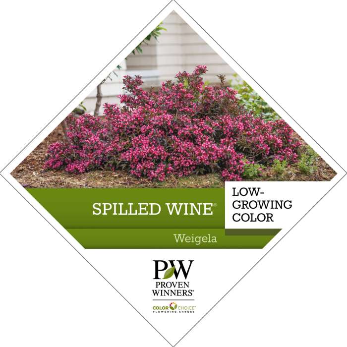 Preview of Spilled Wine® Weigela Tag PDF