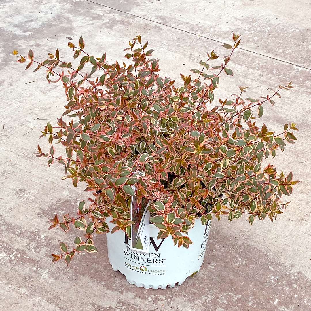 Tres Amigos variegated abelia growing in a white Proven Winners ColorChoice container.