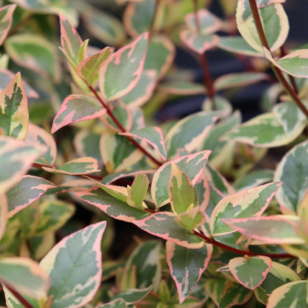 The variegated foliage of Tres Amigos abelia.