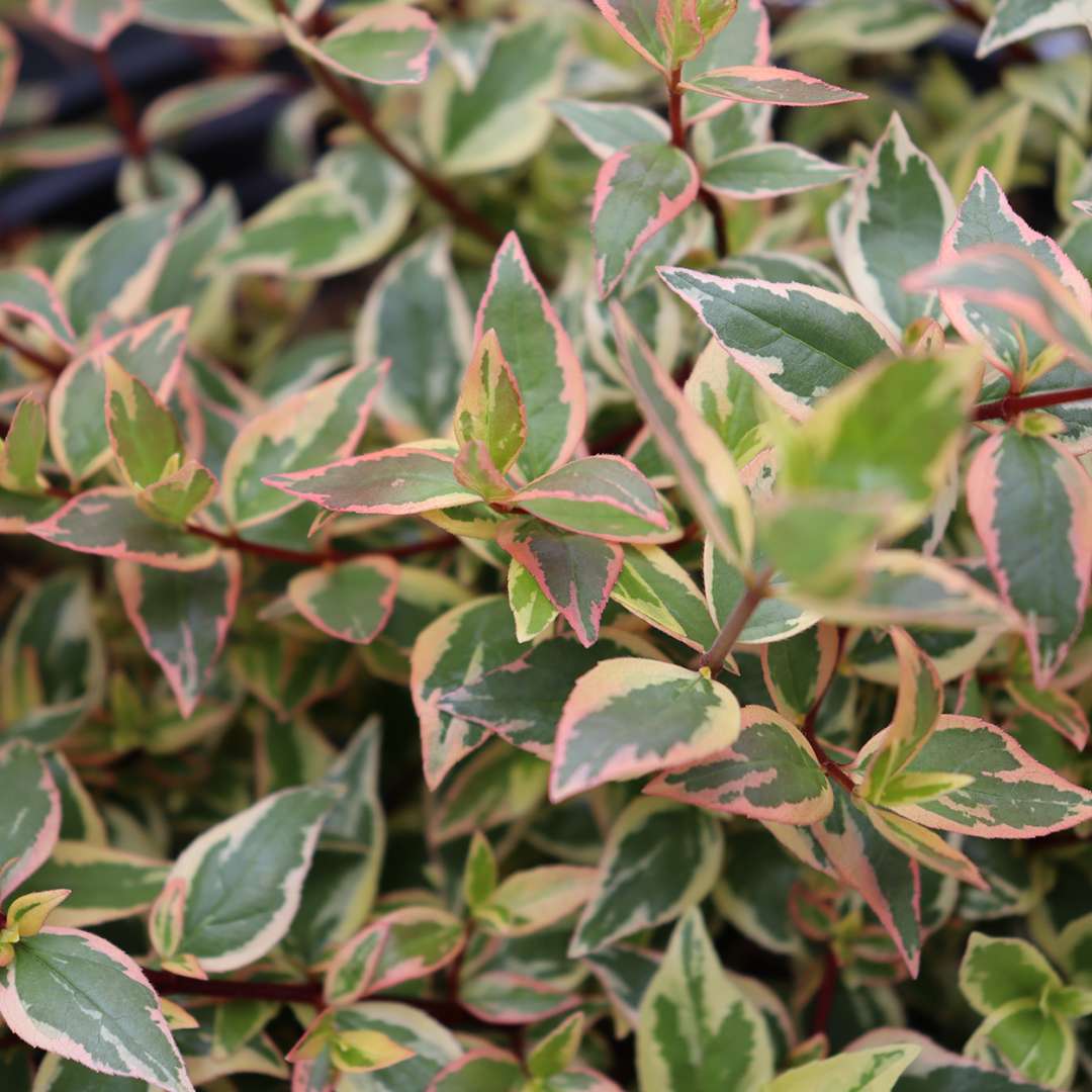 The variegated foliage of Tres Amigos abelia.