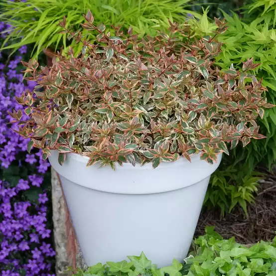 Tres Amigos abelia planted in a white ceramic pot.