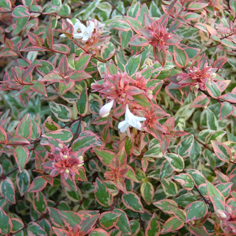 The white flowers and variegated foliage of Tres Amigos abelia.