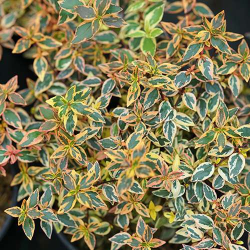 The yellow variegated foliage of Tres Amigos abelia.