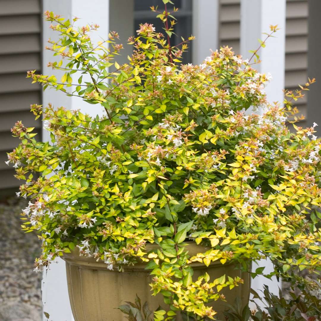 Bronze Anniversary Abelia in decorative pot