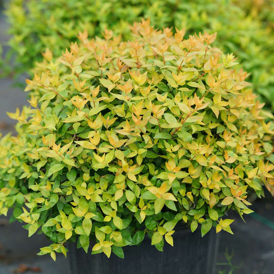 rounded Funshine Abelia in pot