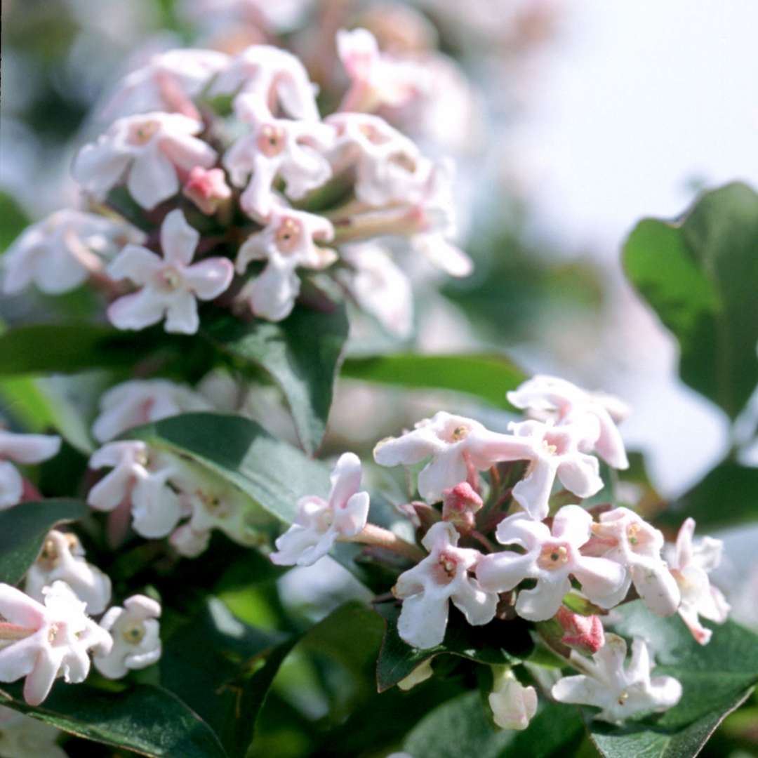 Close up of the pale pink spring Abelia mosanensis blooms