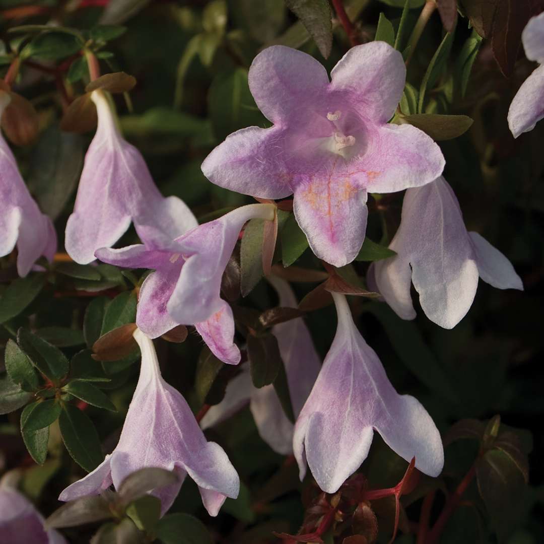 Close up of Pinky Bells Abelia's bell-shaped pink-purple flowers