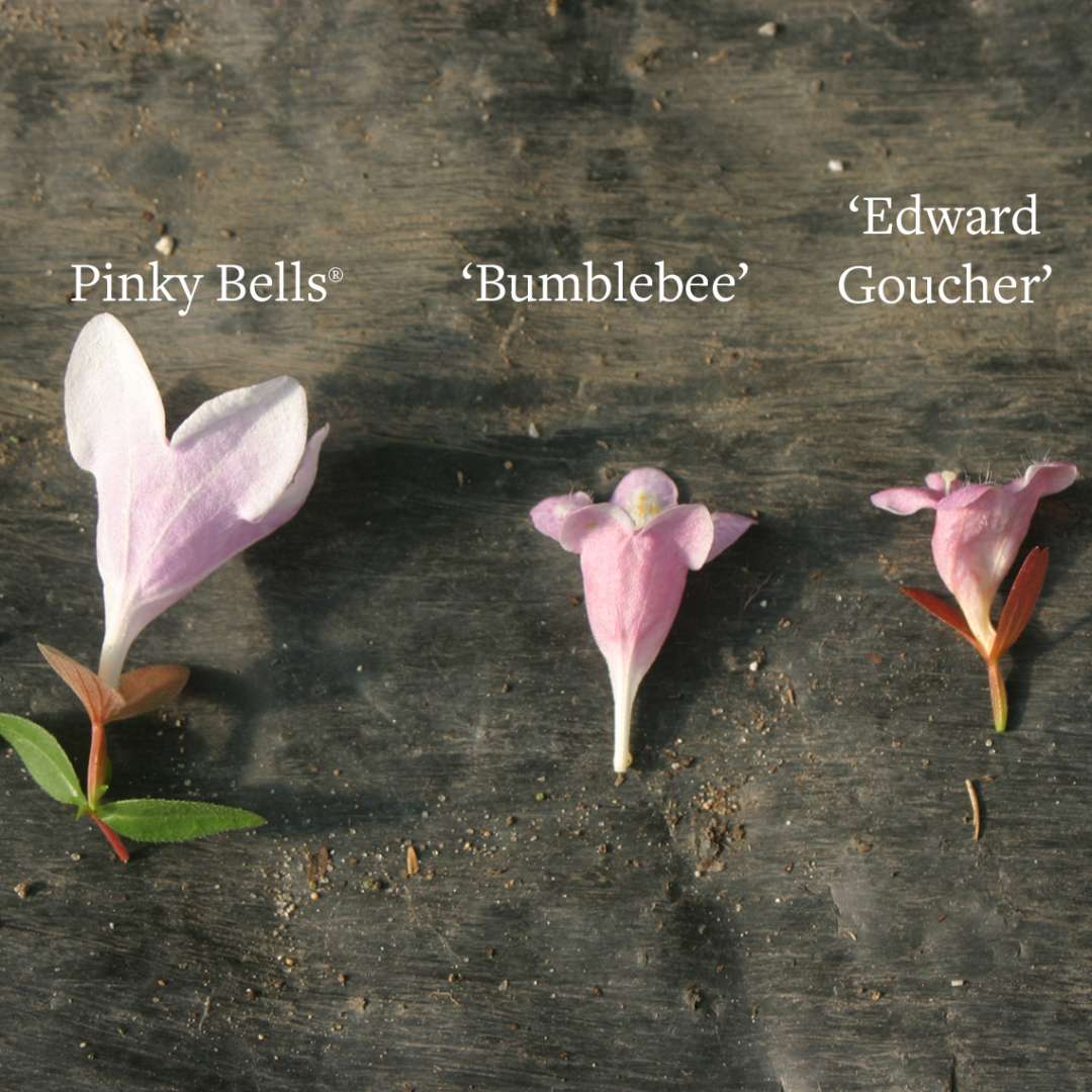 The blooms of Pinky Bells Abelia compared to Bumblebee and Edward Goucher