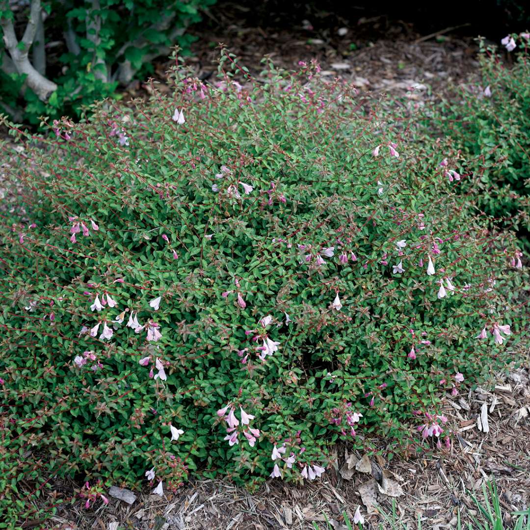 Pinky Bells Abelia in the landscape