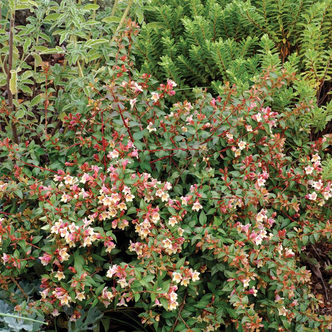 Sunny Anniversary Abelia in landscape