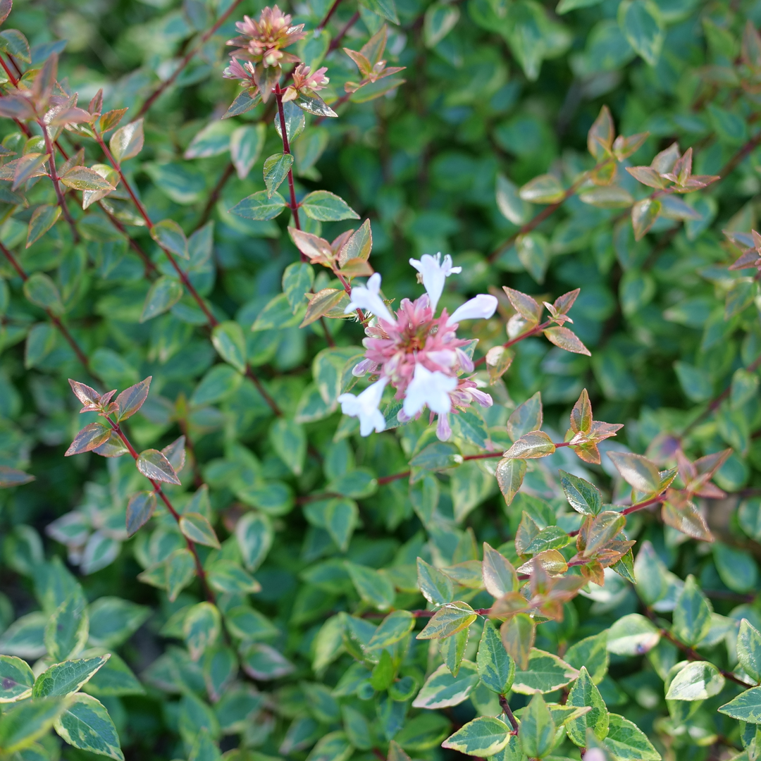 Close up of the white flowers of Brilliantina Abelia 