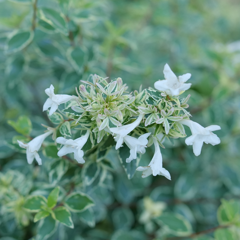 White flowers of Mucho Gusto abelia.