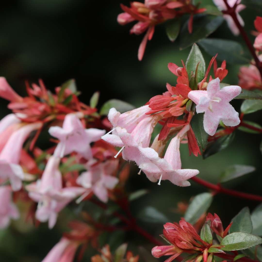Close up of the tubular pink flowers of Pink Pinata abelia