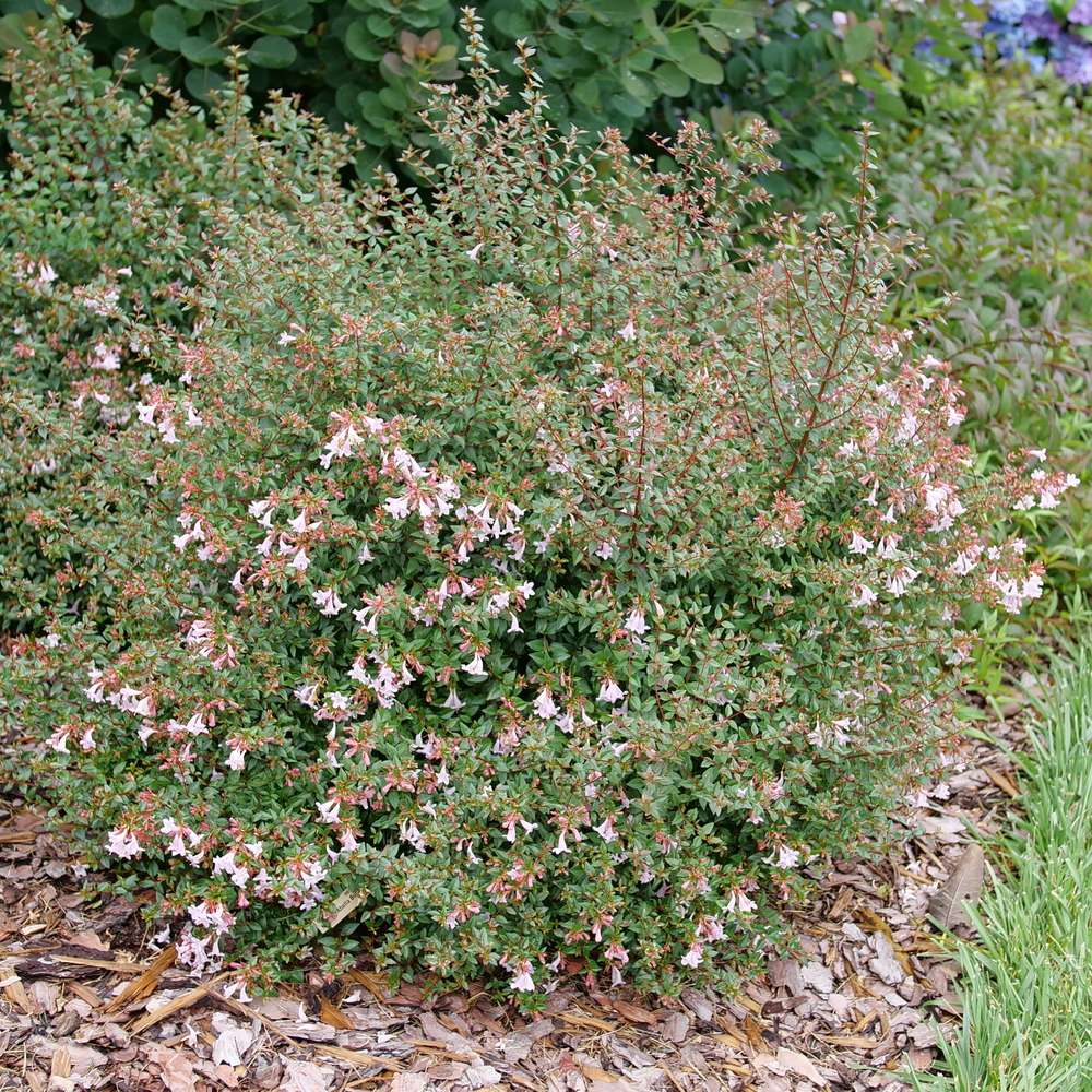 Pink Pinata abelia blooming with light pink flowers in a landscape 