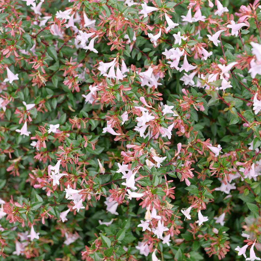 A blanket of light pink tubular blooms on Pink Pinata abelia