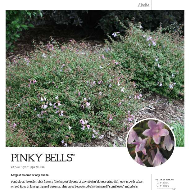 Preview of Pinky Bells® Abelia PDF