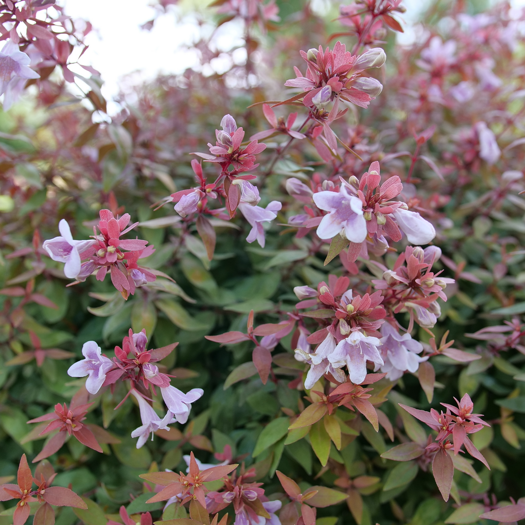 Poco Loco Abelia with bright pink flowers