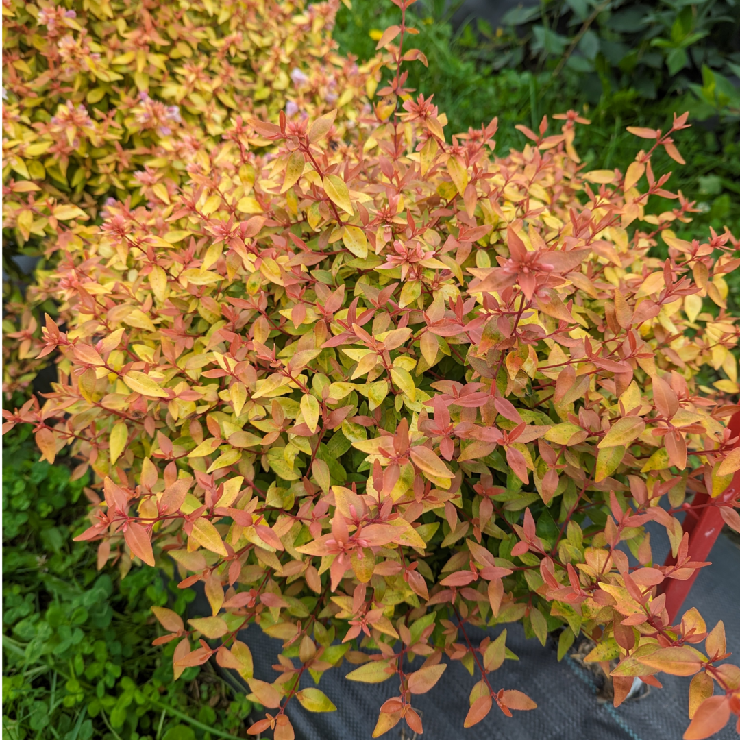 Poco Loco Abelia with vibrant orange and yellow spring foliage