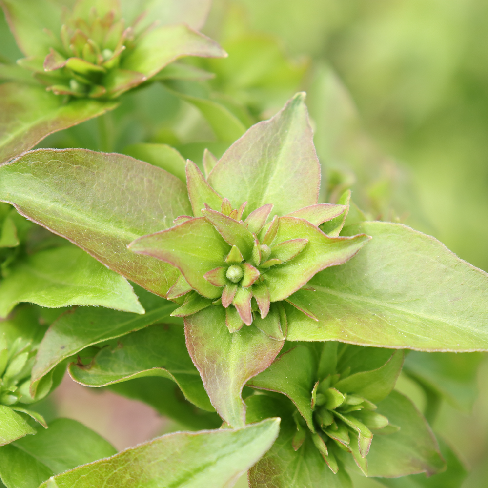 Sweet Emotion Blaze abelia's glossy green foliage with a slight red tint and an opposite arrangement, with some white flower buds beginning to emerge. 