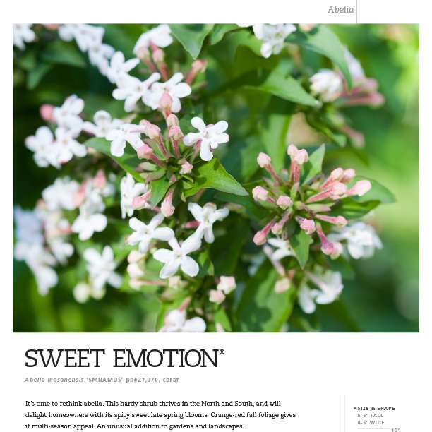 Preview of Sweet Emotion® Abelia spec sheet PDF