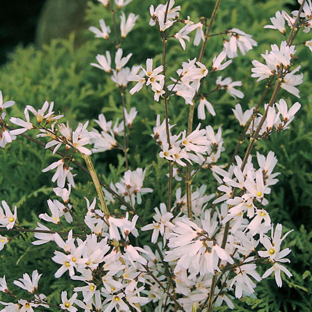 close up of the delicate white Abeliophyllum blooms clinging to thin branches