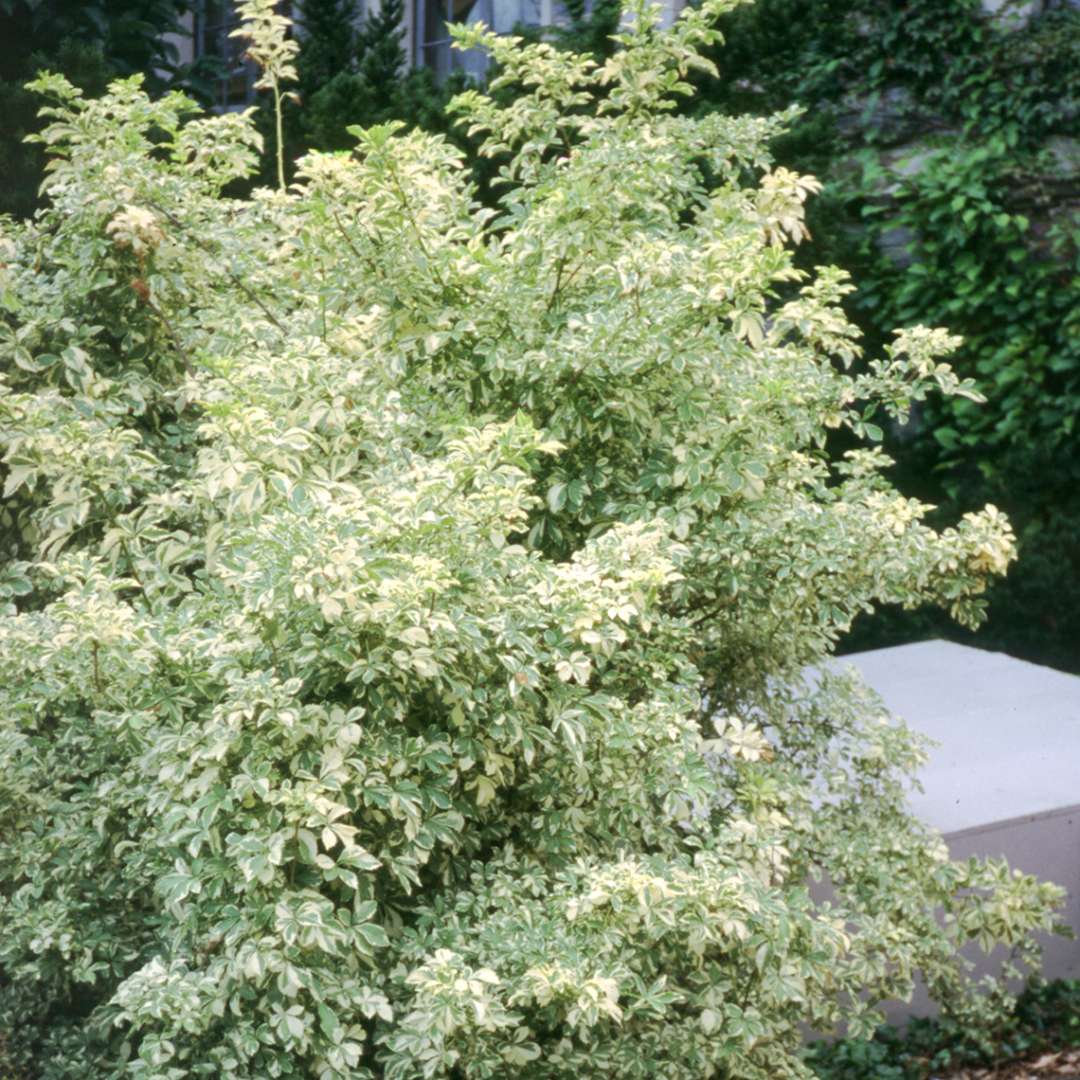 Acanthopanax Variegatus with yellow and green leaves in the landscape