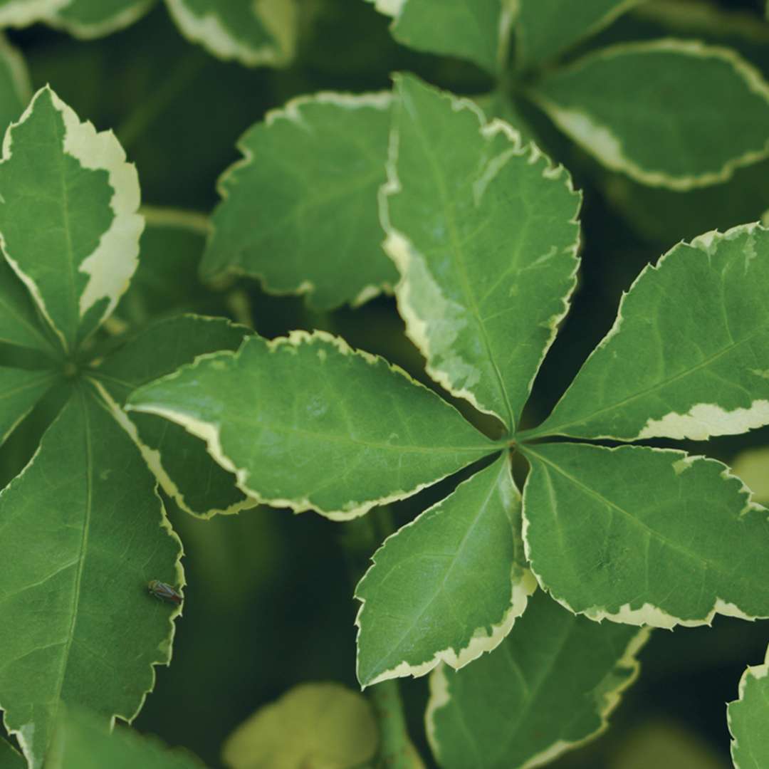 Close up of the glossy green leaves of the Acanthopanax Variegatus