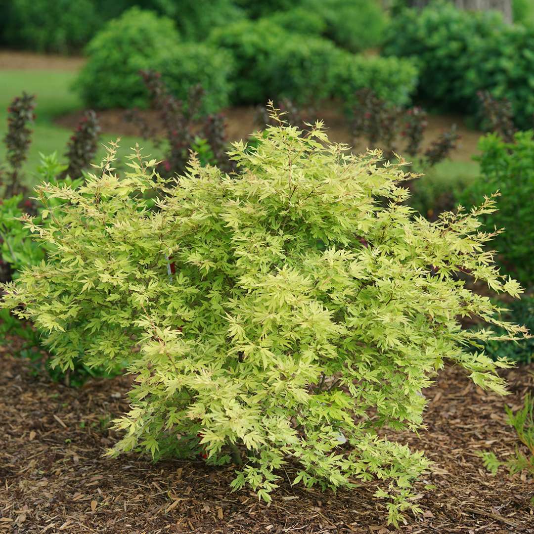 Metamorphosa Japanese maple growing in a garden