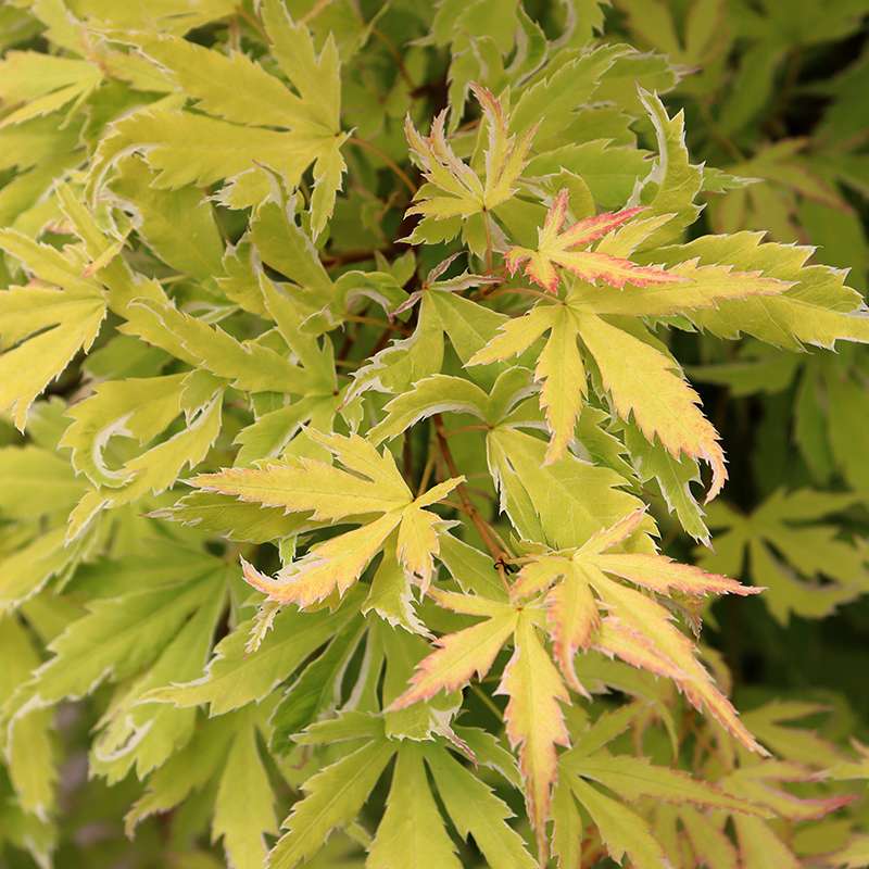 Close up of the chartreuse foliage of Metamorphosa Japanese maple