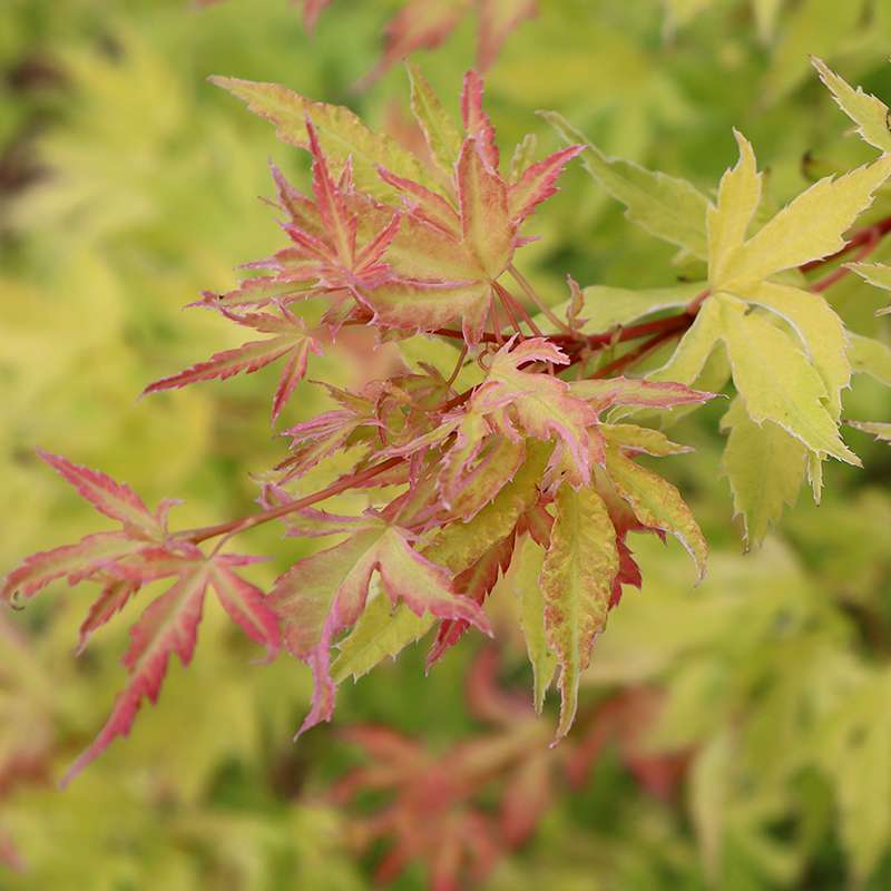 The orange new growth of Metamorphosa Japanese maple 