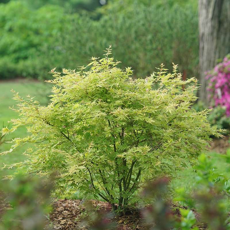 Metamorphosa Japanese maple shrub planted in a garden