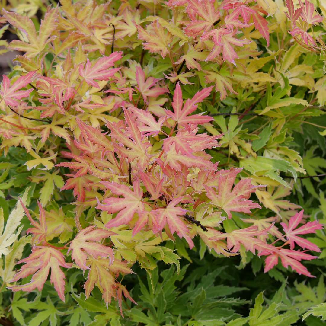 Close up of the salmon-orange new growth on Metamorphosa Japanese maple 