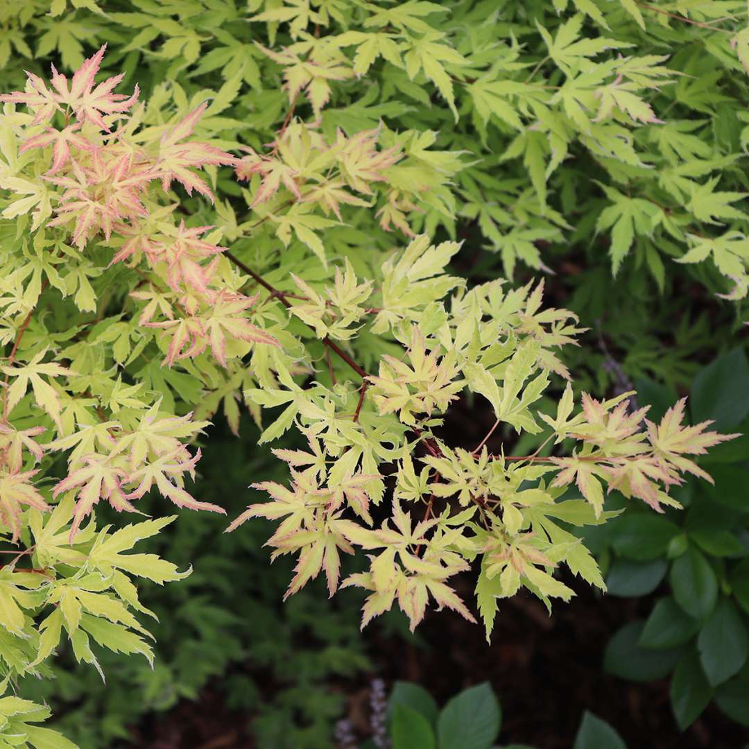 Close up of the dissected leaves of Metamorphosa Japanese maple