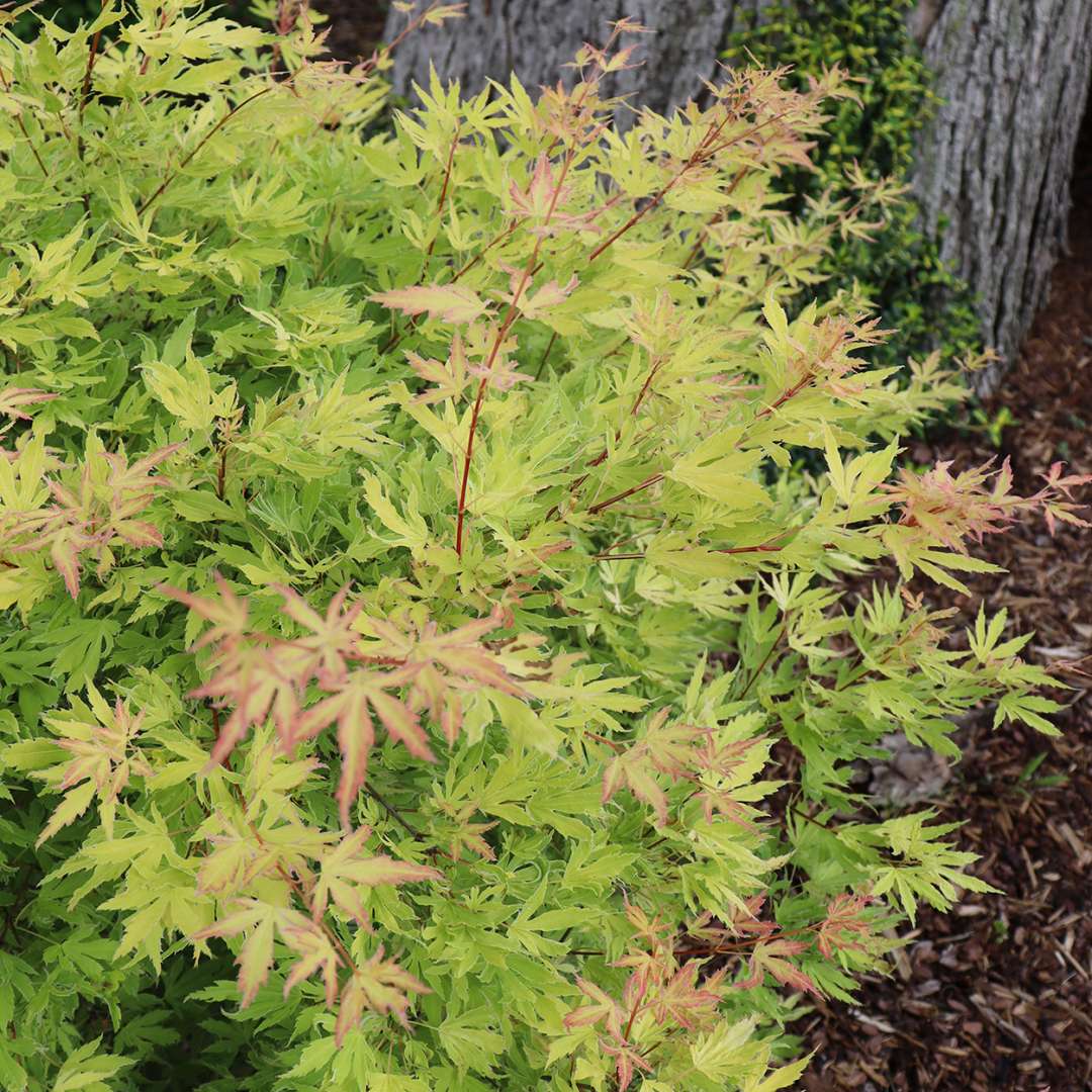 a Metamorphosa Japanese maple shrub planted beside a tree in a garden